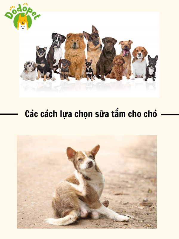 Top-8-sữa-tắm-cho-chó-tốt-nhất-bạn-nên-biết-3