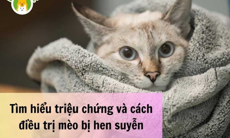 Tìm-hiểu-triệu-chứng-và-cách-điều-trị-mèo-bị-hen-suyễn-1