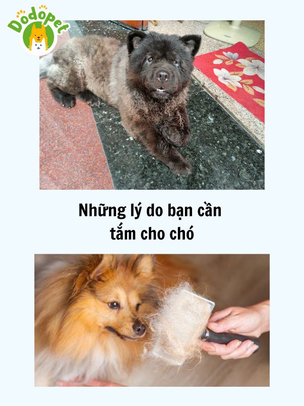 Cách-tắm-cho-chó-thơm-tho-và-sạch-sẽ-2