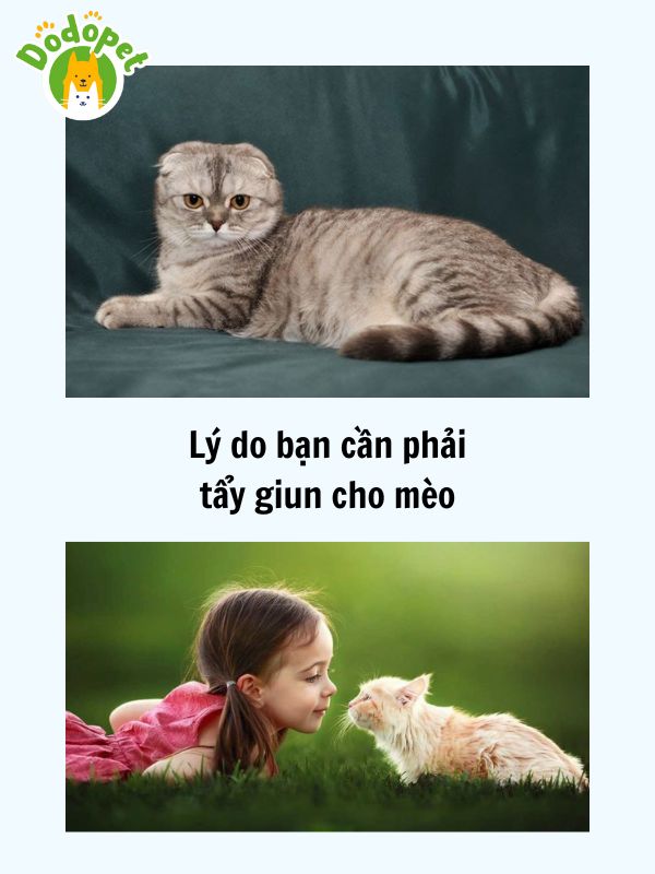 Bật-mí-cách-tẩy-giun-cho-mèo-tại-nhà-đơn-giản-hiệu-quả-3