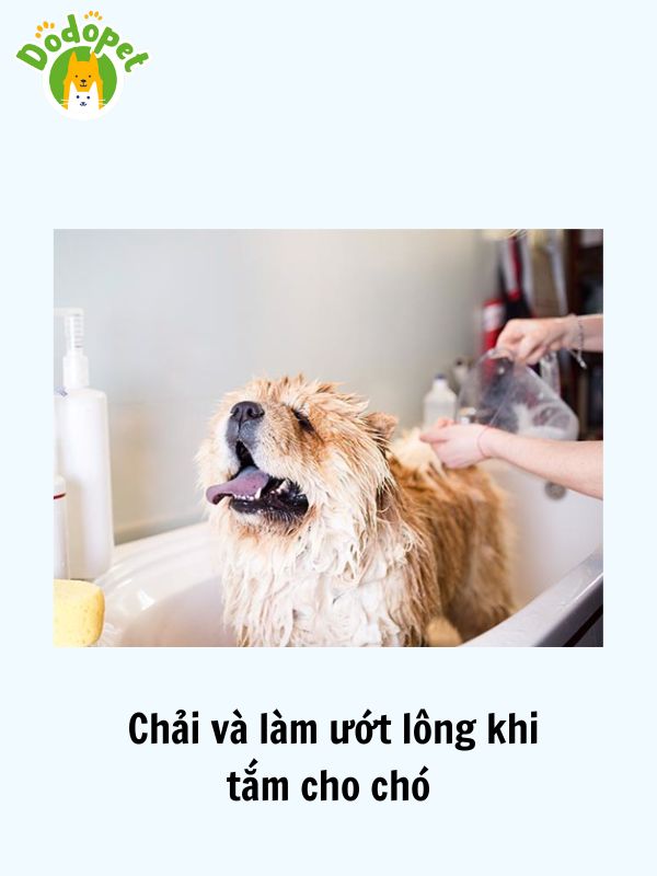 Cách-tắm-cho-chó-thơm-tho-và-sạch-sẽ-4