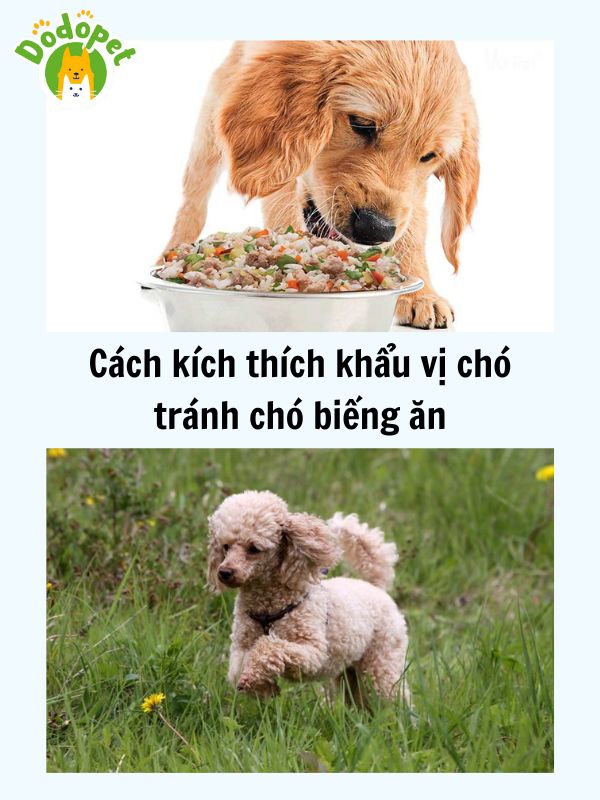 Lý-do-chó-biếng-ăn-và-cách-kích-thích-chó-thèm-ăn-4