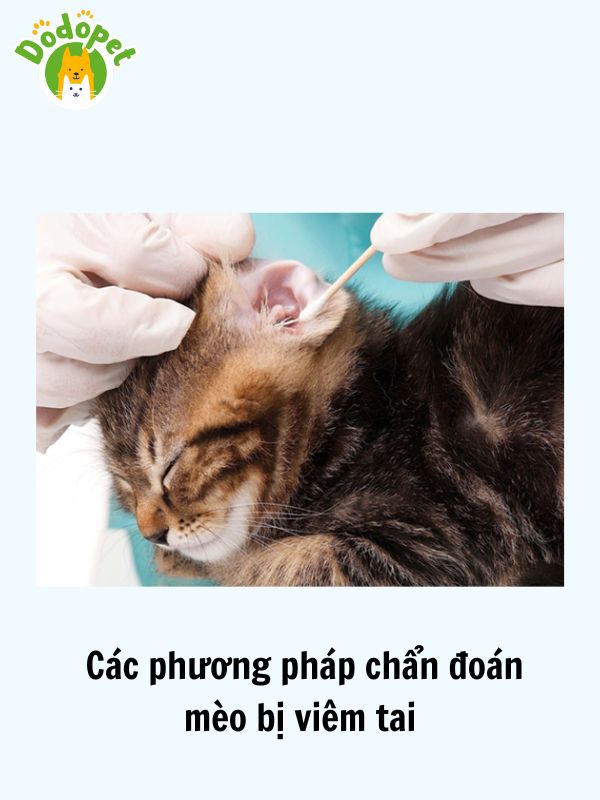 Dấu-hiệu-mèo-bị-viêm-tai-và-cách-điều-trị-4