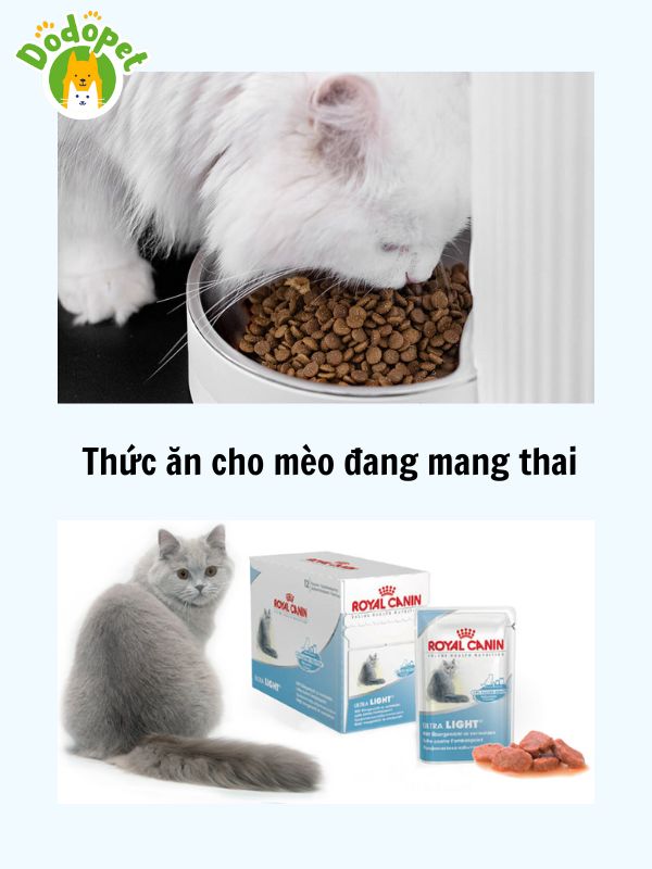 Dấu-hiệu-mèo-mang-thai-và-cách-chăm-sóc-4