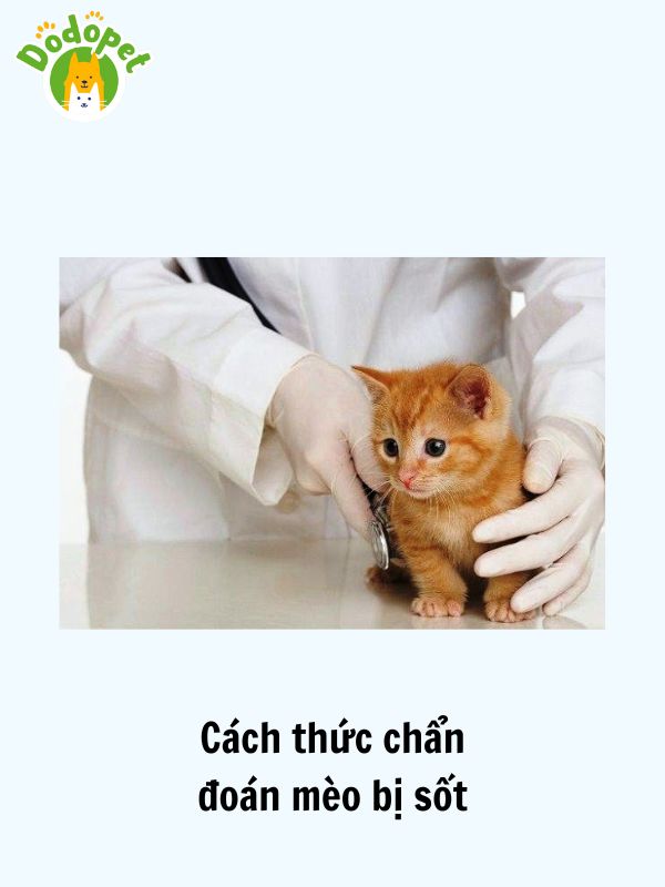 Cách-chăm-sóc-và-phòng-tránh-cho-mèo-bị-sốt-4