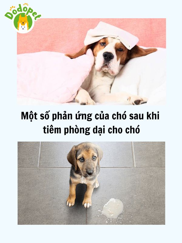 Những-điều-cần-lưu-ý-khi-tiêm-phòng-dại-cho-chó-6