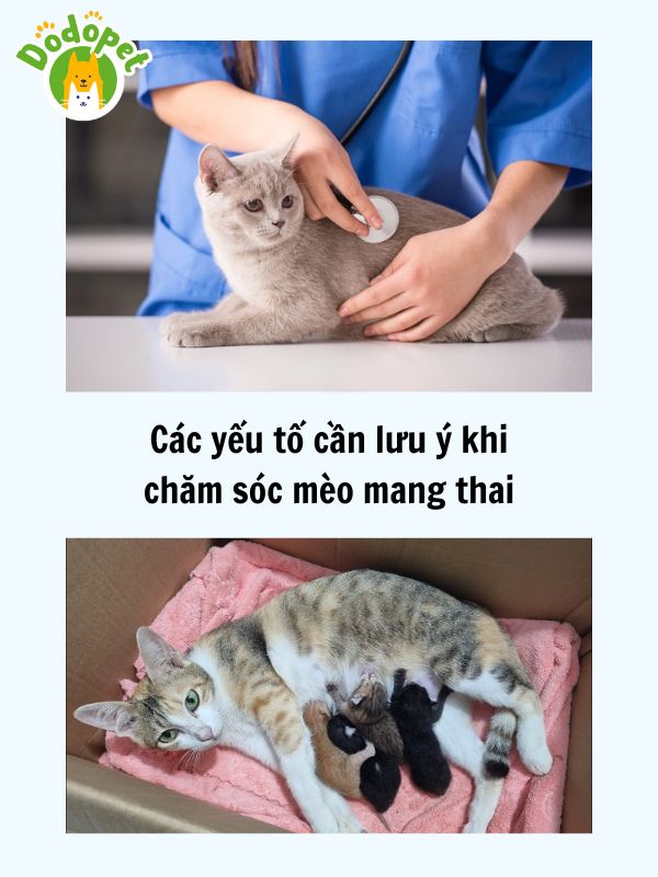 Dấu-hiệu-mèo-mang-thai-và-cách-chăm-sóc-6