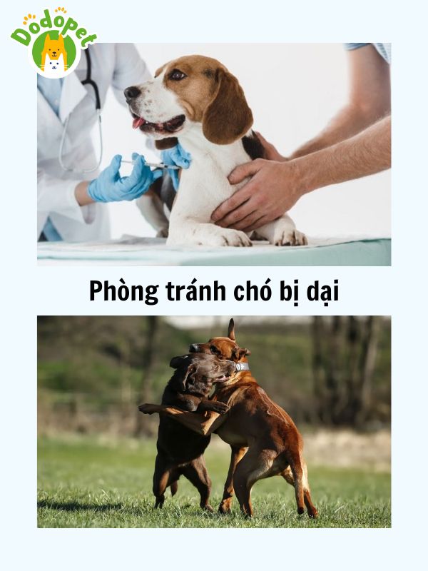 Những-điều-cần-lưu-ý-khi-tiêm-phòng-dại-cho-chó-8