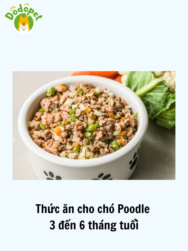 Các-loại-thức-ăn-cho-chó-Poodle-dinh-dưỡng-có-chất-lượng-tốt-7