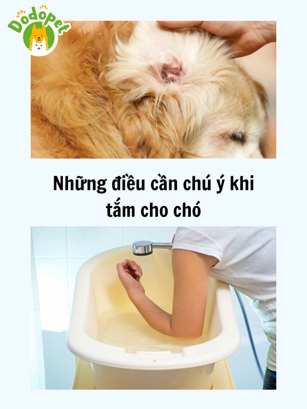 Cách-tắm-cho-chó-thơm-tho-và-sạch-sẽ-9