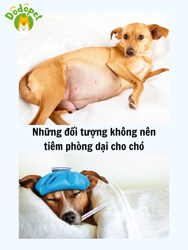 Những-điều-cần-lưu-ý-khi-tiêm-phòng-dại-cho-chó-5