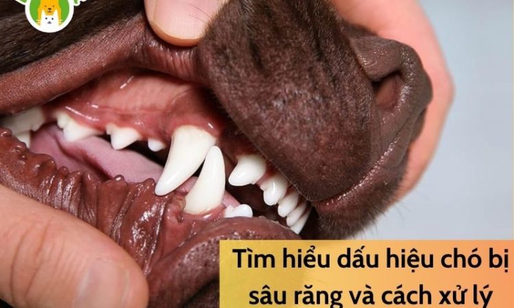 Tìm-hiểu-dấu-hiệu-chó-bị-sâu-răng-và-cách-xử-lý-1