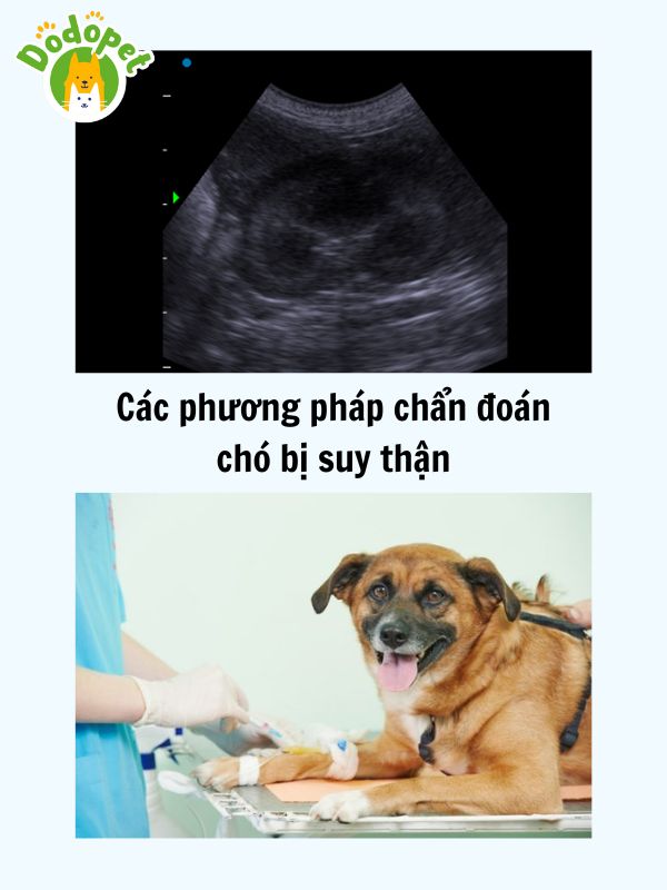 Dấu-hiệu-chó-bị-suy-thận-và-cách-phòng-tránh-4