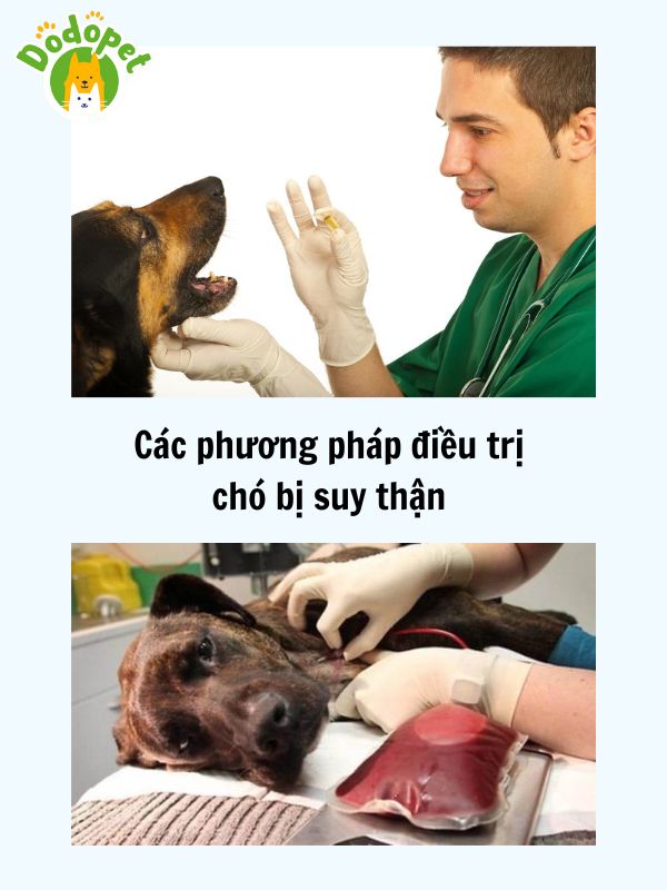 Dấu-hiệu-chó-bị-suy-thận-và-cách-phòng-tránh-5