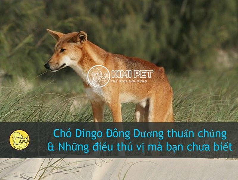 Chó Dingo có nguồn gốc từ Việt Nam